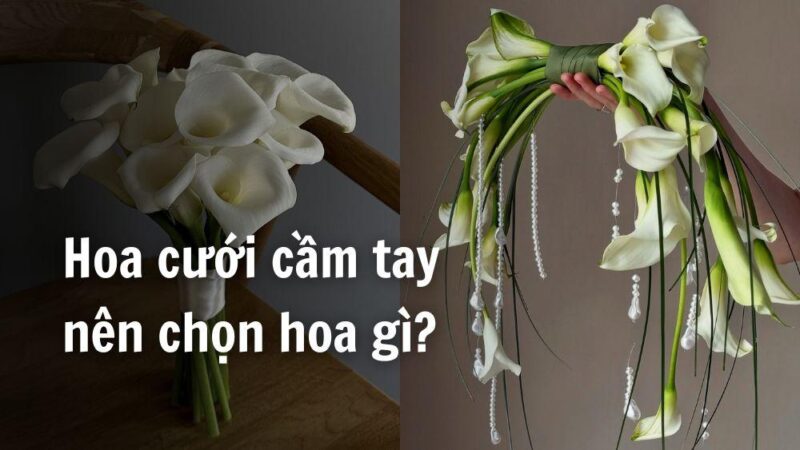 Tổng hợp các màu sắc phổ biến của hoa cát tường, từ pastel đến rực rỡ