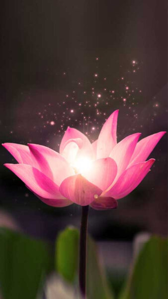 Hoa sen hồng nở rộ giữa hồ nước tĩnh lặng