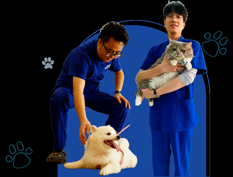 Hình ảnh minh họa mắt chó nhìn thấy màu gì so với cách con người nhìn