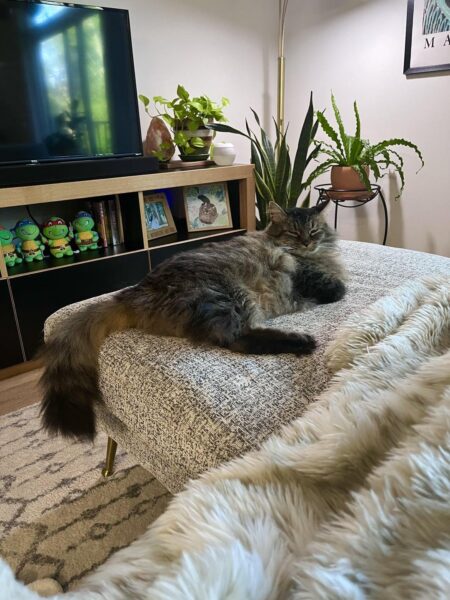 Hinh anh meo bicolor mau den trang va cam trang cho nguoi yeu nghe thuat