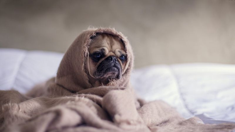 Mèo con ngủ gật trên bàn học, biểu cảm mệt mỏi đáng yêu