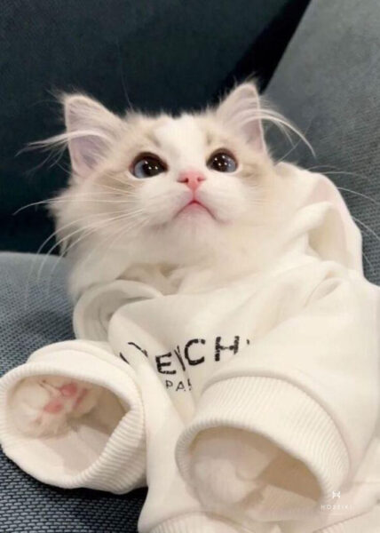 Những Hình Ảnh Mèo Cute Đáng Yêu Gây Sốt Mèo cute với ánh mắt to tròn đáng yêu