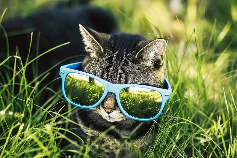 Mèo đeo kính ngộ nghĩnh, ảnh thú cưng đẹp