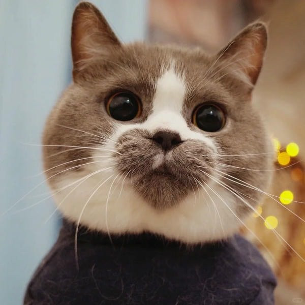 Mèo hoạt hình cute ôm trái tim màu hồng đáng yêu