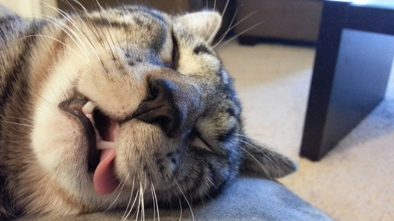 Mèo mắt to tròn ngơ ngác nhìn thẳng