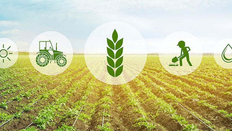 Minh họa quy trình sản xuất nông nghiệp theo tiêu chuẩn GAP an toàn và bền vững