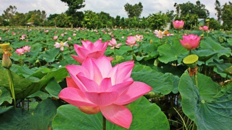 Người mẹ và con gái đang đi bộ trên con đường làng quen thuộc với rặng tre xanh