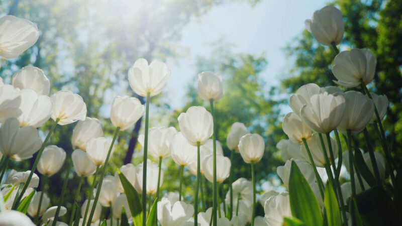 Những bông hoa tulip rực rỡ khoe sắc trong ảnh đẹp thiên nhiên mùa xuân