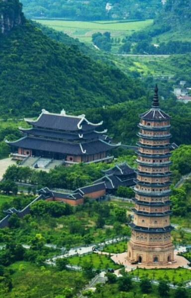 Rừng cây xanh mướt làm hình nền điện thoại