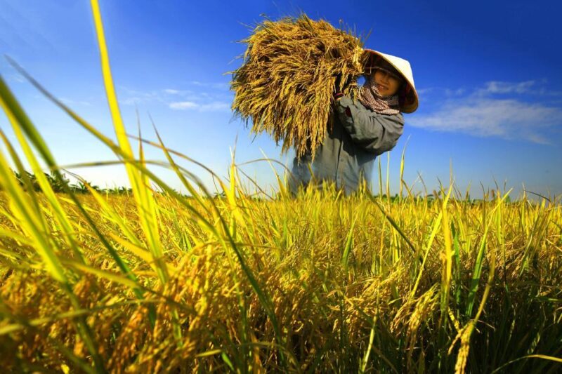 Hinh anh sac mau vang trang cua hoa cay xoai li ti