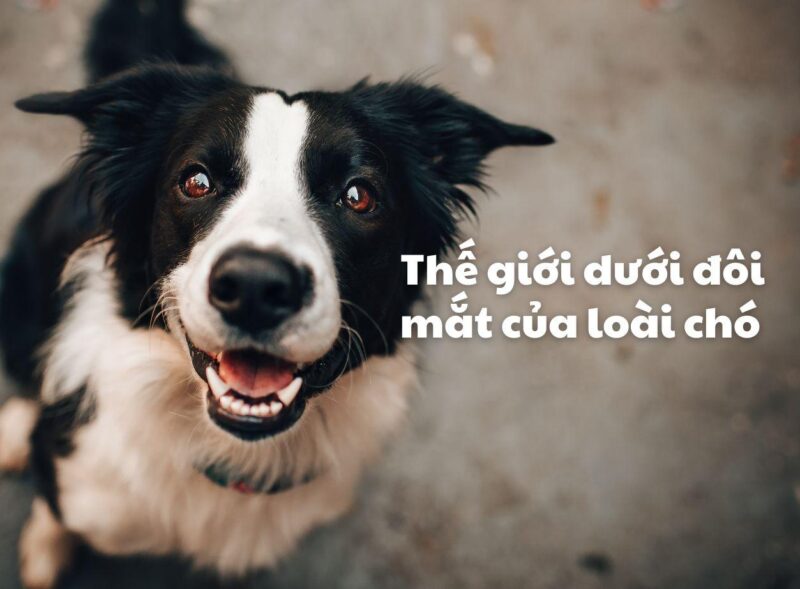 Hình dung thế giới qua cái nhìn với tông màu xanh và vàng của chó